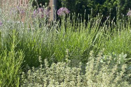 Kräutergarten.jpg