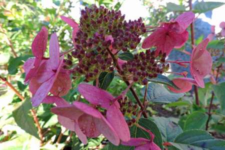 Hydrangea-Wim's-Red.jpg