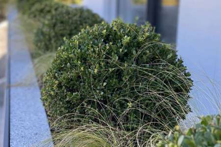 Ilex-kein-Buchs.jpg